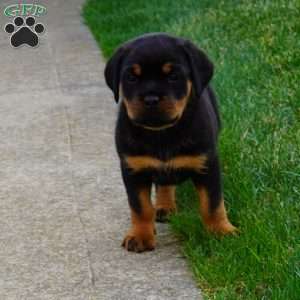 Raven, Rottweiler Puppy